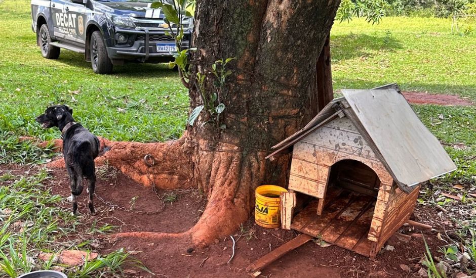 Animal foi encontrado em chácara no Jardim Santa Luzia - Foto: Divulgação/PCMS