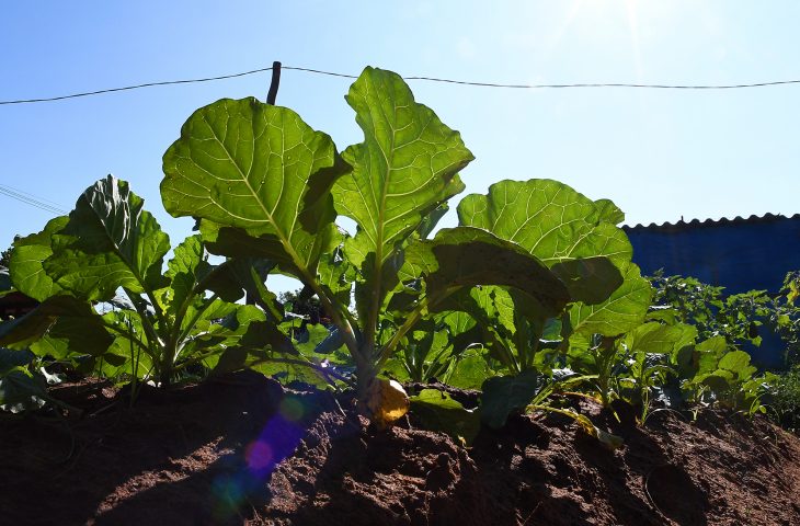 Coletânea busca valorizar e divulgar experiências bem-sucedidas em alimentação e nutrição para fortalecer a saúde pública no Estado - Foto: Divulgação/SES