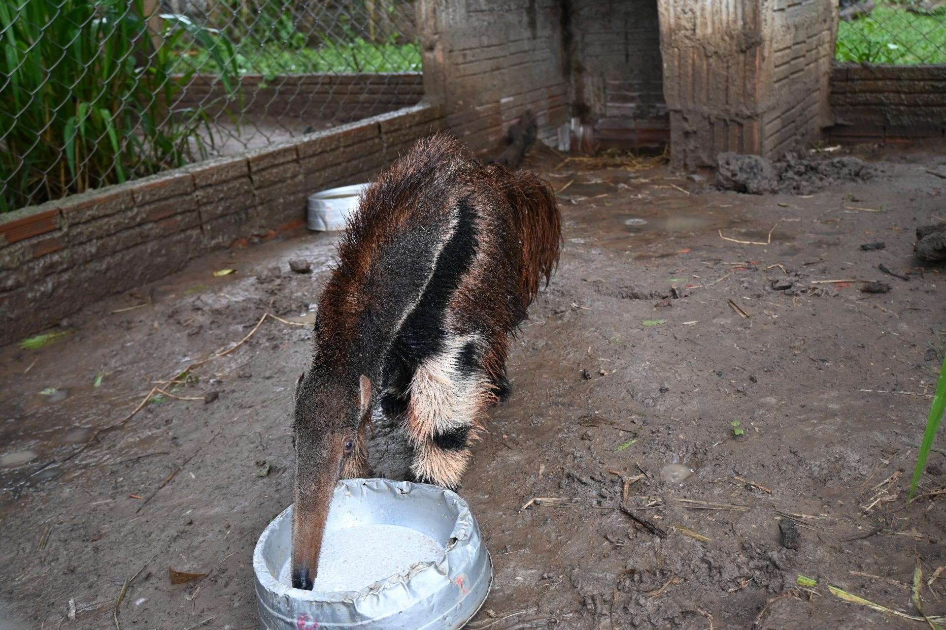 Animais foram transferidos para uma nova etapa de adaptação antes de serem reintegrados ao meio ambiente - Foto: Divulgação/Governo de MS