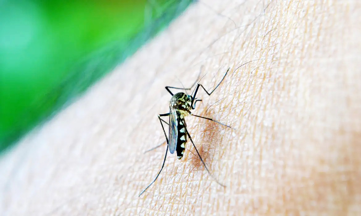 Mosquito Aedes aegypit é transmissor da doença. Foto: Divulgação.