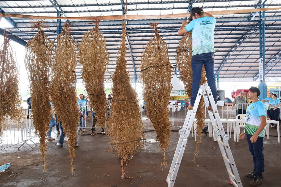 Festa do Pé de Soja Solteiro é o principal evento de Laguna Carapã e integra o calendário oficial de Mato Grosso do Sul / Divulgação