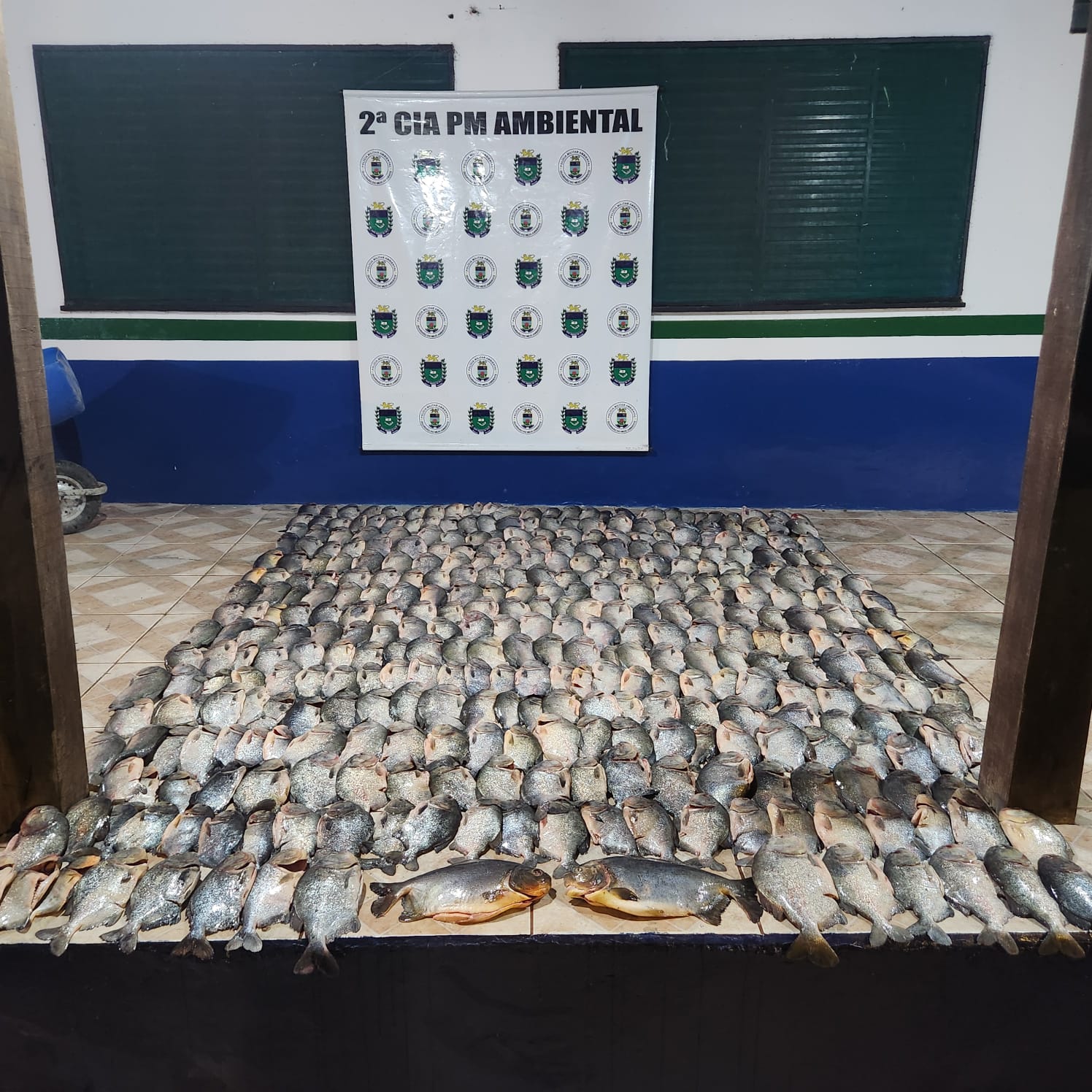 Em operação no Rio Paraguai, a Polícia Militar Ambiental apreendeu 188,5 kg de pescado irregular e multou os responsáveis em mais de 4 mil- Foto: Reprodução/Polícia Militar Ambiental-MS