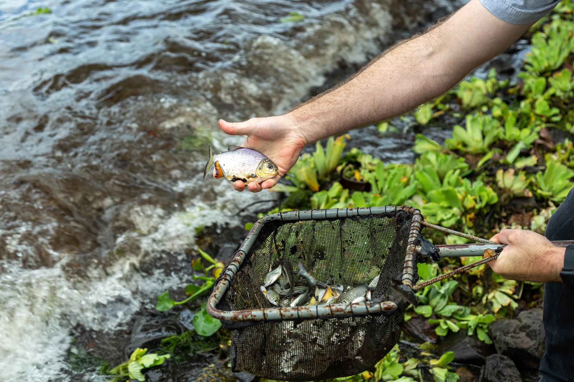 CTG Brasil solta 750 mil peixes no rio Paraná - Divulgação / Assessoria