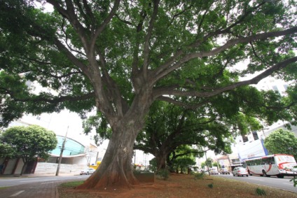 Serviço agora pode ser feito por e-mail; atendimento presencial segue funcionando normalmente na Central do Cidadão - Foto: Reprodução/Prefeitura de CG