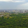 94% das vias urbanas em Mato Grosso do Sul são arborizadas - Foto: Reprodução/Governo de MS