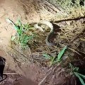 Segundo a PMA, cascavel estava na varanda de uma casa localizada na Sitioca Campo Belo I. (Foto: Divulgação PMA)