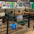 Expoagro 2025 acontece de 9 a 18 de maio, em Dourados / Foto: Divulgação/Sindicato Rural de Dourados