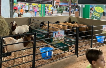 Expoagro 2025 acontece de 9 a 18 de maio, em Dourados / Foto: Divulgação/Sindicato Rural de Dourados