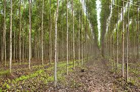 Cultivo do Eucalipto triplicou em dois anos Cultivo do Eucalipto triplicou em dois anos