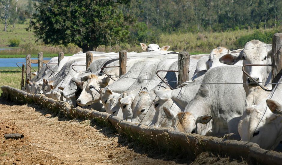 Valorização da carne rastreada pode impulsionar o setor - Foto: Reprodução/ Leila Melhado