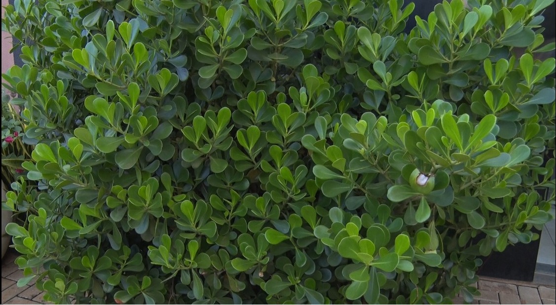 Com clima favorável, solo propício e localização estratégica, Três Lagoas se posiciona como protagonista no novo ciclo de expansão da citricultura em Mato Grosso do Sul. Foto: Reprodução/TVC HD