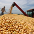 Em MS, estimativa mais recente aponta que a produção de soja na safra 24/25 deve atingir 14,6 mi de toneladas - Foto: Reprodução/ Semadesc