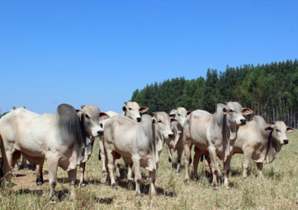 Publicação destaca impactos de alterações genéticas e  manejo inadequado - Foto: Reprodução/Embrapa Gado de Corte