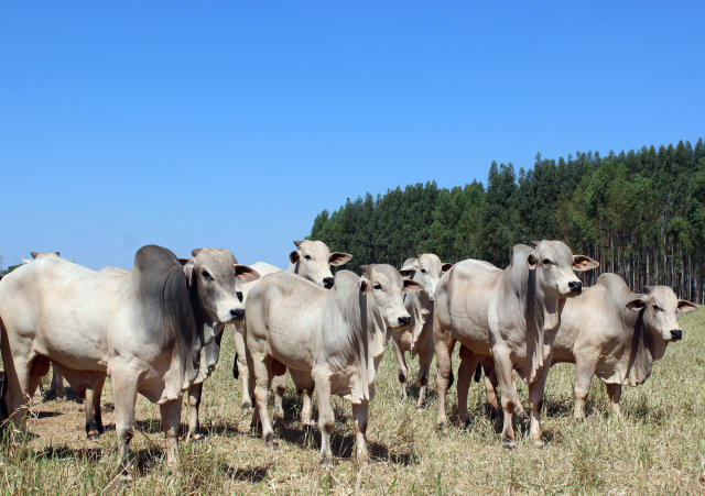 Publicação destaca impactos de alterações genéticas e  manejo inadequado - Foto: Reprodução/Embrapa Gado de Corte