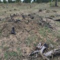 Área queimada no Pantanal após incêndio ilegal em fazenda de Aquidauana