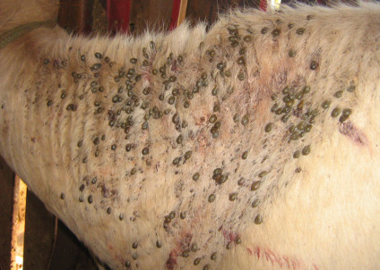Manejo sustentável e novas tecnologias são apostas para enfrentar o parasita que compromete a produtividade do rebanho - Foto: Reprodução/Embrapa