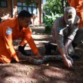 Curso abordou técnicas de captura e resgate de diferentes espécies, como serpentes e jacaré - Foto: Divulgação/Governo de MS