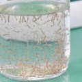 Larvas do mosquito Aedes Aegypti (Foto: Ilustrativa)