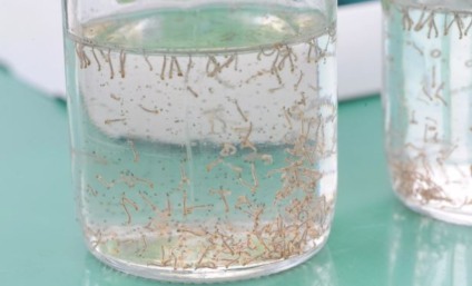 Larvas do mosquito Aedes Aegypti (Foto: Ilustrativa)