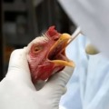 Eem 2024 já foram notificados cinco casos em MS, todos descartados - Foto: Reprodução/ Agência Brasil
