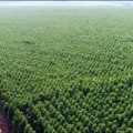 Grande plantação de eucalipto em Três Lagoas (Foto: Arquivo/RCN67)