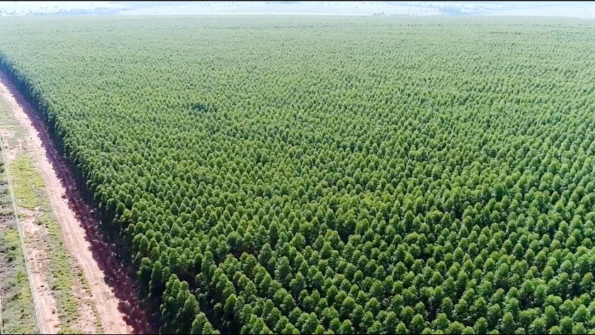 Grande plantação de eucalipto em Três Lagoas (Foto: Arquivo/RCN67)