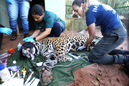 Animal passou 21 dias sob cuidados veterinários em Campo Grande e foi considerado inapto para retorno à natureza - Foto: Divulgação/Governo de MS Animal passou 21 dias sob cuidados veterinários em Campo Grande e foi considerado inapto para retorno à natureza - Foto: Divulgação/Governo de MS