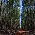 Celulose é setor de grande destaque para a economia de Mato Grosso do Sul - Foto: Divulgação/GovMS