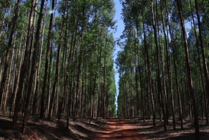 Celulose é setor de grande destaque para a economia de Mato Grosso do Sul - Foto: Divulgação/GovMS
