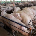 Setor gera 32 mil empregos, aposta em biotecnologia e projeta crescimento de 10% em 2025 - Foto: Divulgação/Governo de MS
