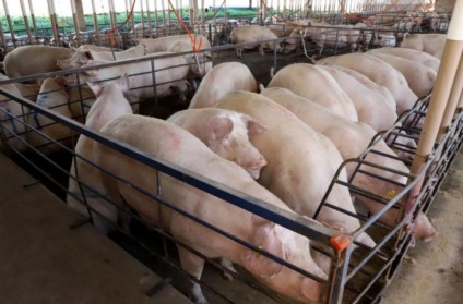 Setor gera 32 mil empregos, aposta em biotecnologia e projeta crescimento de 10% em 2025 - Foto: Divulgação/Governo de MS