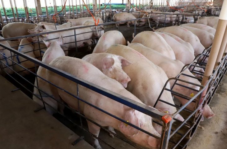 Setor gera 32 mil empregos, aposta em biotecnologia e projeta crescimento de 10% em 2025 - Foto: Divulgação/Governo de MS