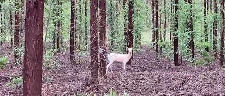 Eldorado registra 460 espécies de animais silvestres nas áreas florestais