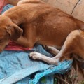 Cão foi encontrado em estado de abandono - Foto: Divulgação/PCMS
