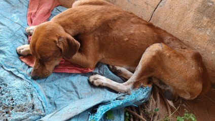 Cão foi encontrado em estado de abandono - Foto: Divulgação/PCMS