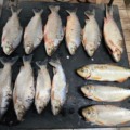 Entre os peixes, onze da espécie Curimbatá - Foto: Reprodução/ PMA