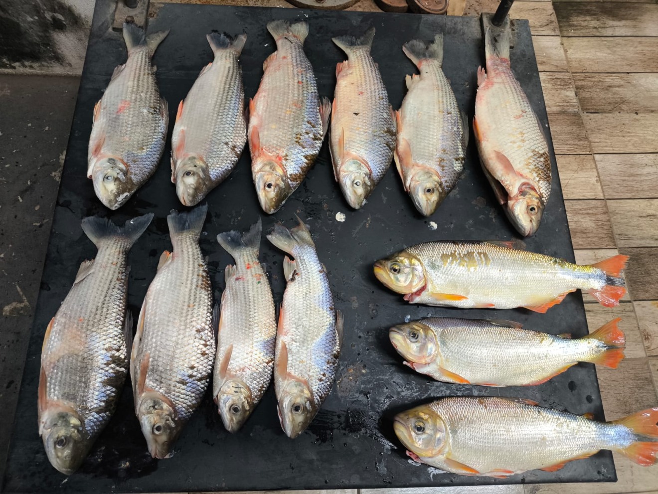 Entre os peixes, onze da espécie Curimbatá - Foto: Reprodução/ PMA