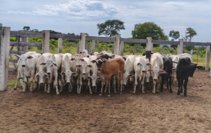Ao todo, 42 cabeças de gado foram recuperadas - Foto: Polícia Civil