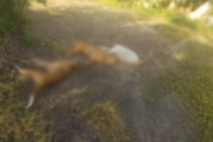 Três cães da raça americano caçador foram mortos - Foto: Reprodução/ RCN67