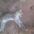 Animal silvestre foi deixado por populares na na região do Zé Pereira - Foto: Divulgação/GCM
