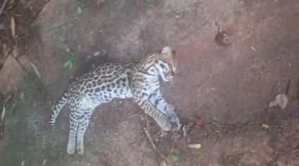 Animal silvestre foi deixado por populares na na região do Zé Pereira - Foto: Divulgação/GCM