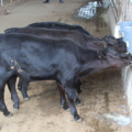 - Foto: Reprodução/ Embrapa