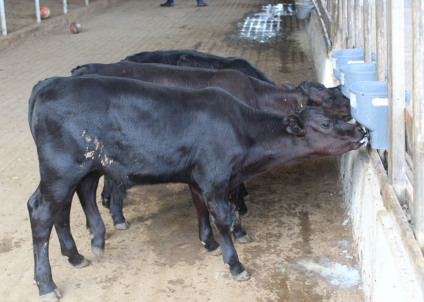 - Foto: Reprodução/ Embrapa