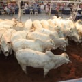 Tradicional Leilão do Fazendeiro é realizado nesta quinta-feira (8) - Foto: Divulgação