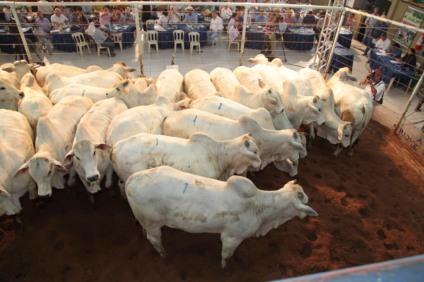 Tradicional Leilão do Fazendeiro é realizado nesta quinta-feira (8) - Foto: Divulgação