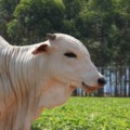 Exigência é válida para todos os criadores, independentemente do tamanho do rebanho - Foto: Reprodução/ Iagro