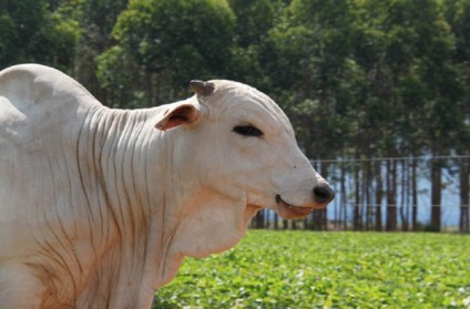 Exigência é válida para todos os criadores, independentemente do tamanho do rebanho - Foto: Reprodução/ Iagro
