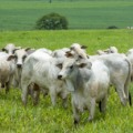 Uso estratégico de tecnologias no campo pode reduzir custos - Foto: Reprodução/ Presente Rural