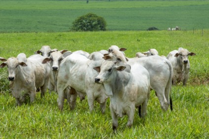 Uso estratégico de tecnologias no campo pode reduzir custos - Foto: Reprodução/ Presente Rural
