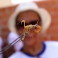Moradores de Três Lagoas sofrem com infestação de escorpiões